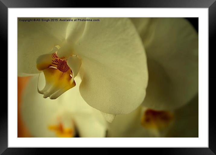  Orchid  Framed Mounted Print by AD Singh