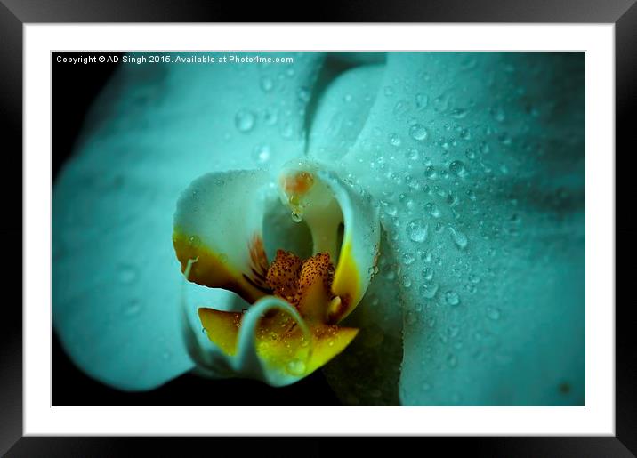  Rain on Orchid  Framed Mounted Print by AD Singh