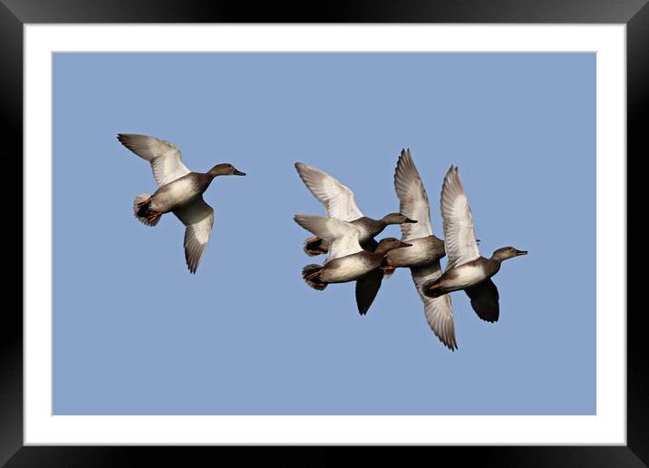 Flying Ducks Framed Mounted Print by Michael Hopes