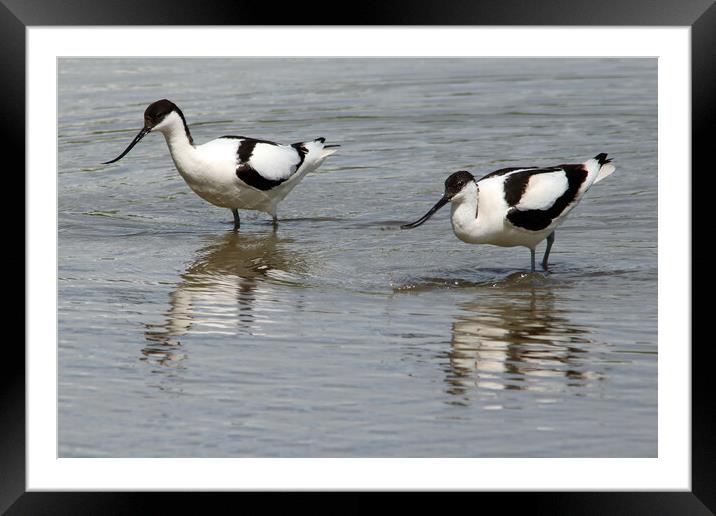 Wading Avocets Framed Mounted Print by Michael Hopes