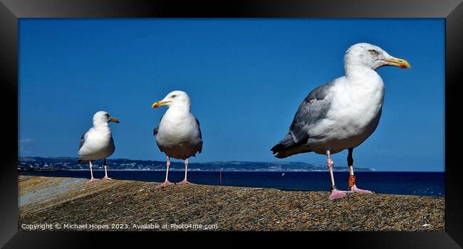 Three Seagulls waiting for next opportunity Framed Print by Michael Hopes