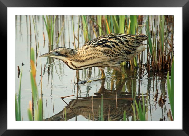 Bittern wading through water Framed Mounted Print by Michael Hopes