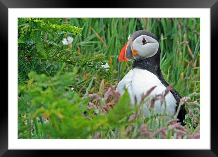 A Puffin standing in grass Framed Mounted Print by Michael Hopes