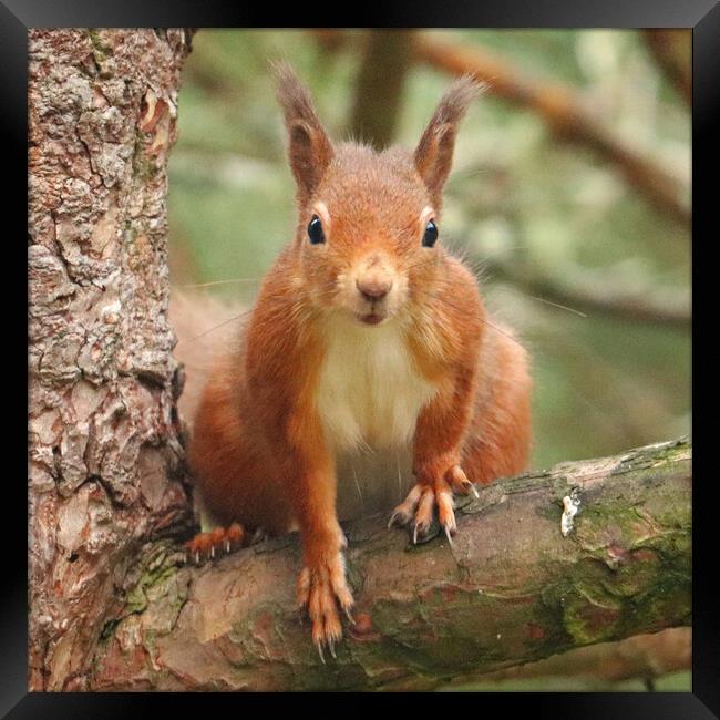 A Red Squirrel standing on a branch Framed Print by Michael Hopes