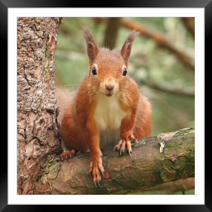 A Red Squirrel standing on a branch Framed Mounted Print by Michael Hopes