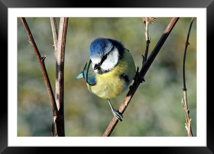 Blue Tit Framed Mounted Print by Michael Hopes