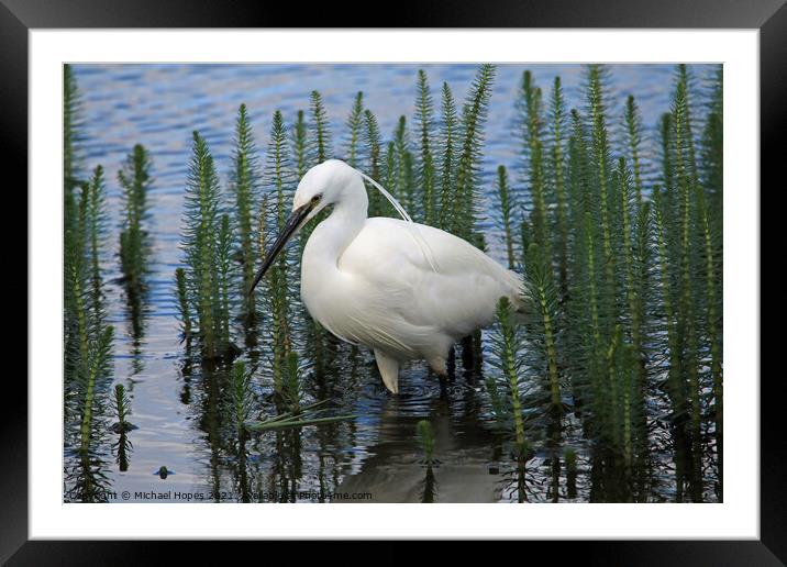 Little Egret in Water Framed Mounted Print by Michael Hopes
