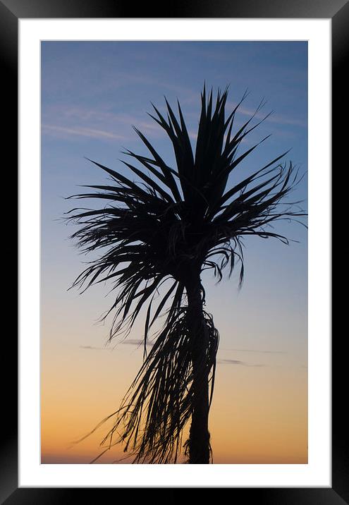 palm tree in the sky Framed Mounted Print by michael swords