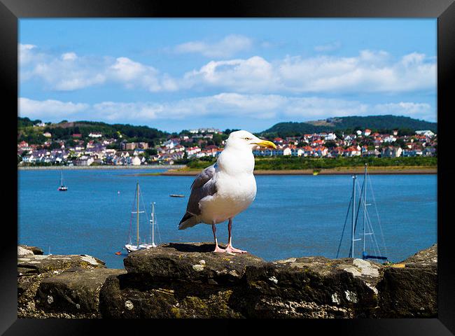  seagull at the welsh bay Framed Print by michael swords