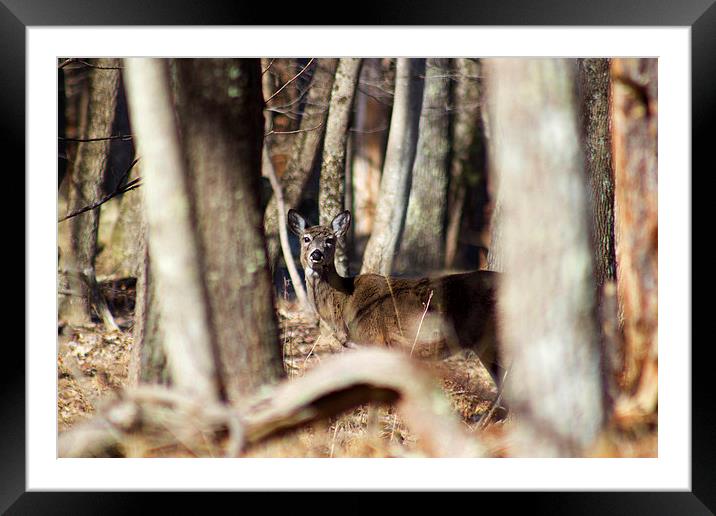 Hidden Doe Framed Mounted Print by Howard Tenke