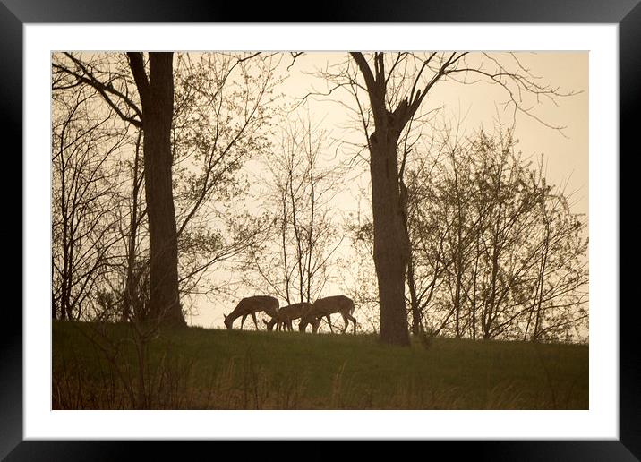 Twilight Graze Framed Mounted Print by Howard Tenke