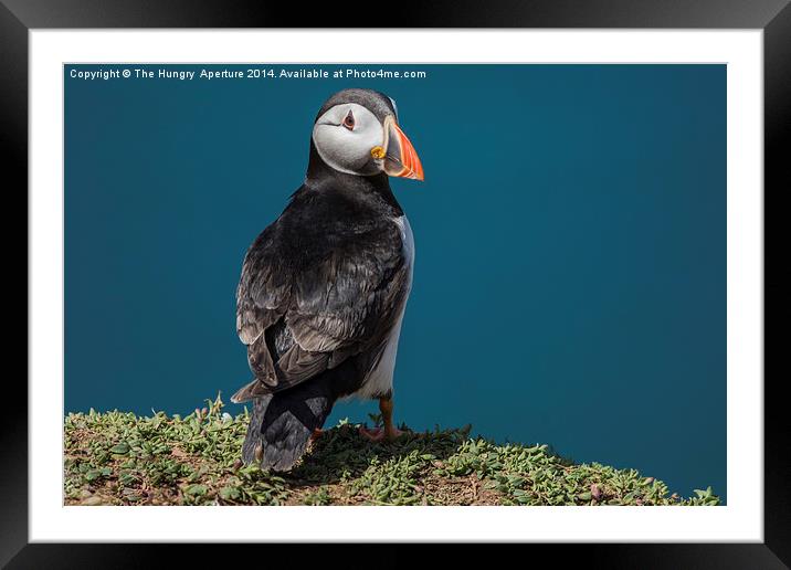 Puffin Framed Mounted Print by Stef B