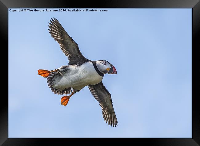 Puffin in flight Framed Print by Stef B