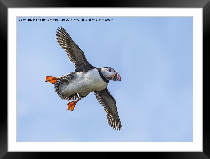 Puffin in flight Framed Mounted Print by Stef B