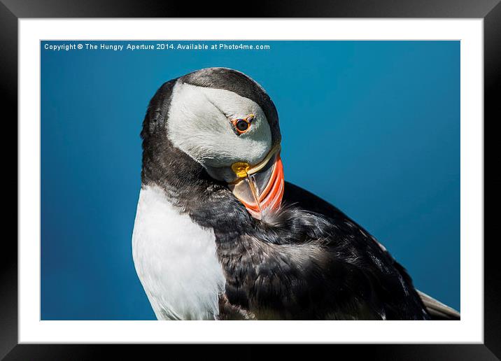 Puffin preening Framed Mounted Print by Stef B