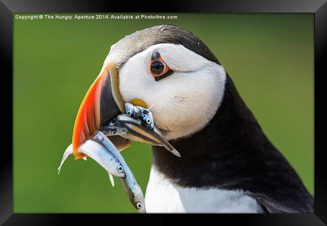 Puffin with Sand Eels Framed Print by Stef B