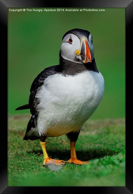 Posin Puffin Framed Print by Stef B