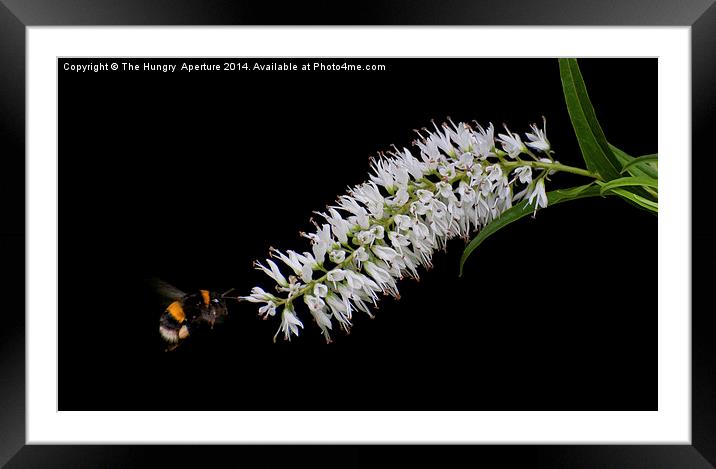Bumble Bee Framed Mounted Print by Stef B