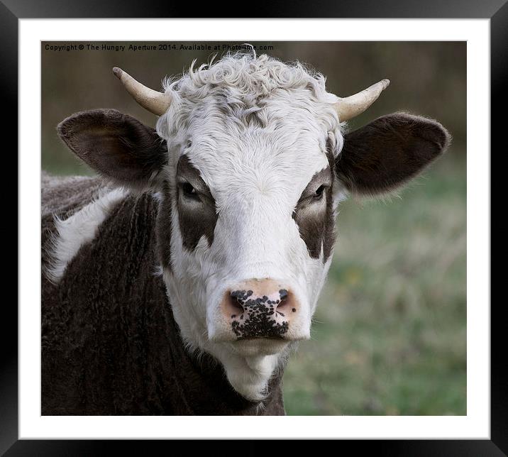 Cow Portrait Framed Mounted Print by Stef B