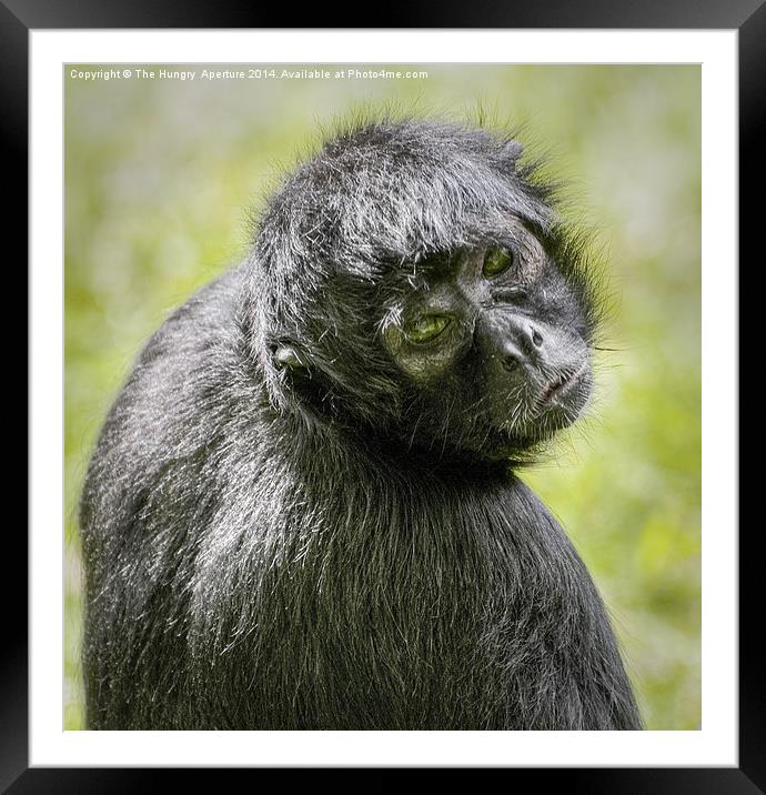 Colombian Spider Monkey Framed Mounted Print by Stef B