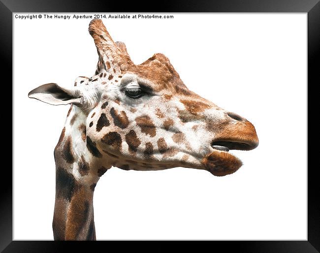 Giraffe Framed Print by Stef B