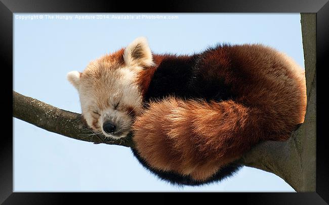Red Panda Framed Print by Stef B