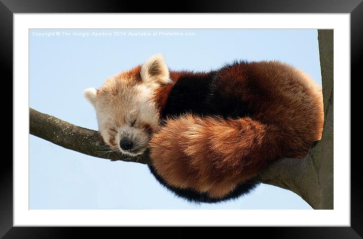 Red Panda Framed Mounted Print by Stef B