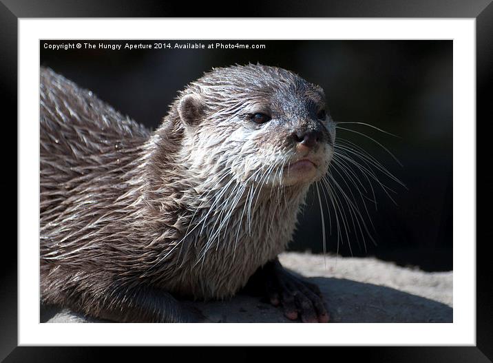 Giant Otter Framed Mounted Print by Stef B