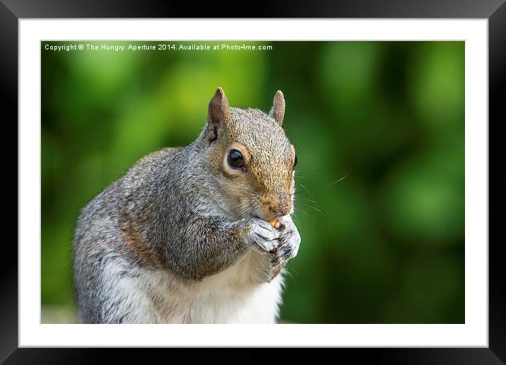 Squirrel Framed Mounted Print by Stef B