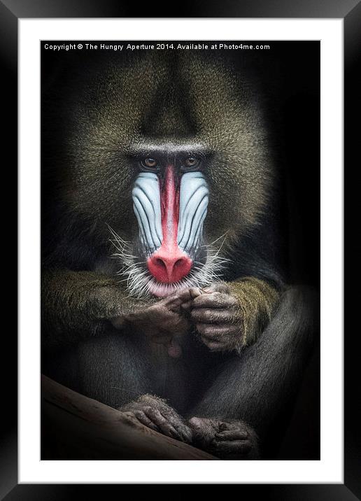 Mandrill Framed Mounted Print by Stef B