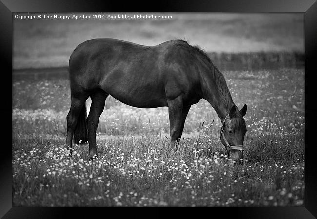 Horse grazing Framed Print by Stef B