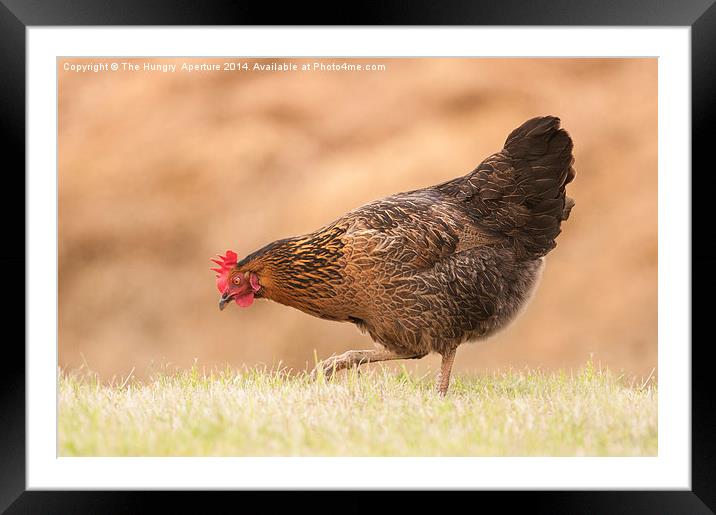 Chicken Framed Mounted Print by Stef B