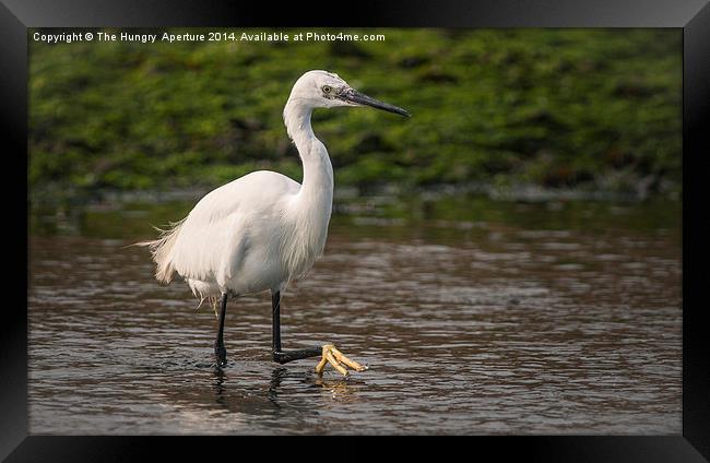 Little Egret Framed Print by Stef B