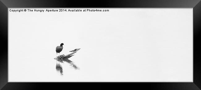 Coot on a lake Framed Print by Stef B