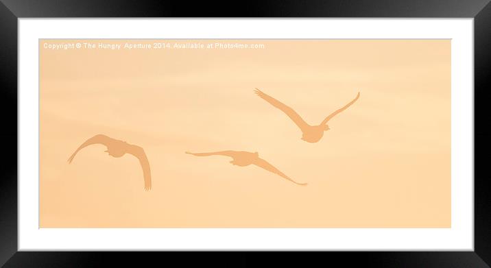 Canada Geese Framed Mounted Print by Stef B