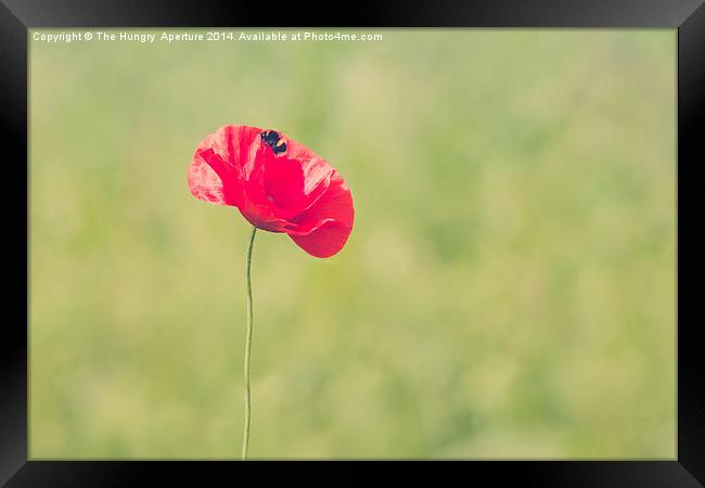 Poppy with a Bee Framed Print by Stef B