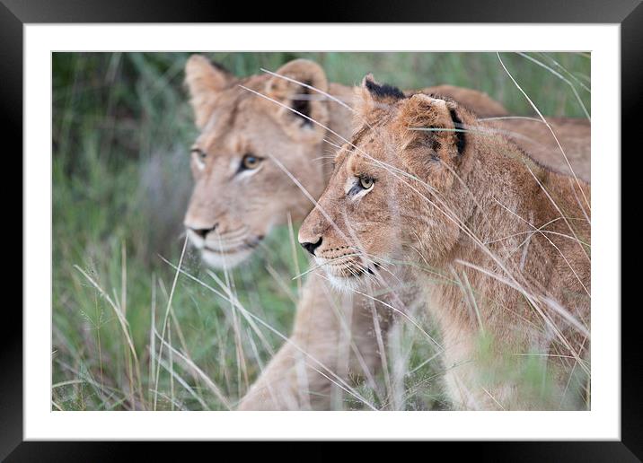 Young Lions Framed Mounted Print by Andrew Sturrock