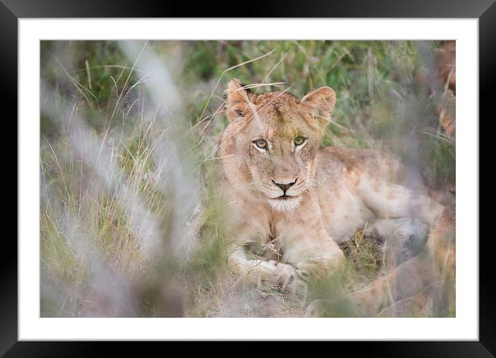 Lion Through The Bush Framed Mounted Print by Andrew Sturrock