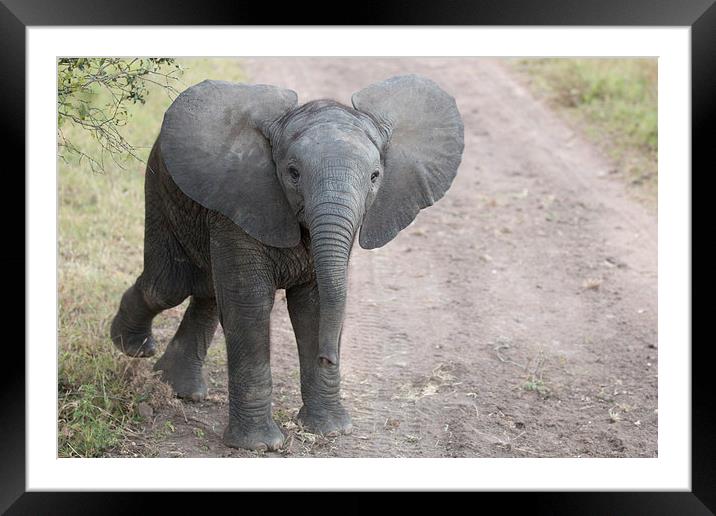 Baby Elephant Framed Mounted Print by Andrew Sturrock