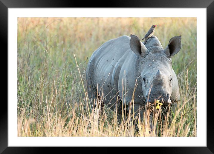 Baby Rhino Framed Mounted Print by Andrew Sturrock