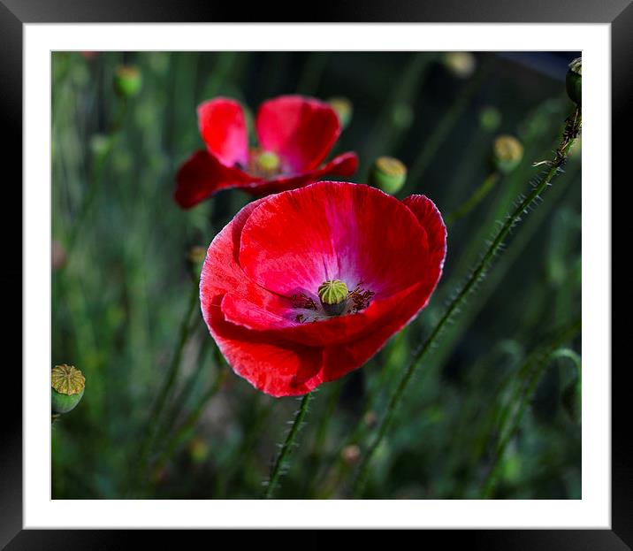  Poppies At The End Of Summer Framed Mounted Print by Angela Rowlands