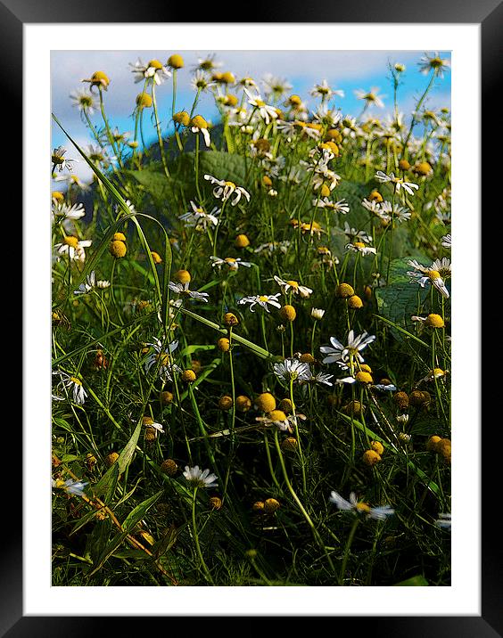  Daisy Bank Framed Mounted Print by Angela Rowlands
