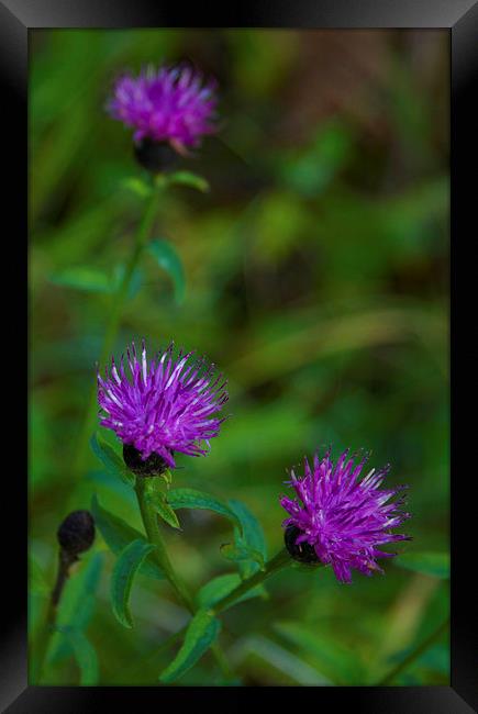  Beauty in the wild -Common Knapweed Framed Print by Angela Rowlands