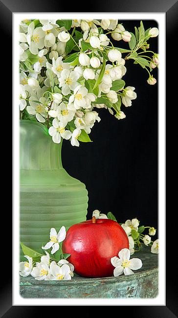 Apple Blossoms Framed Print by Edward Fielding