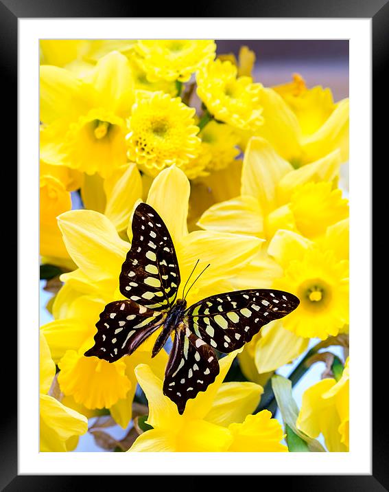 Beautiful butterf ly on yellow daffodill flowers | Framed Mounted Print by Edward Fielding