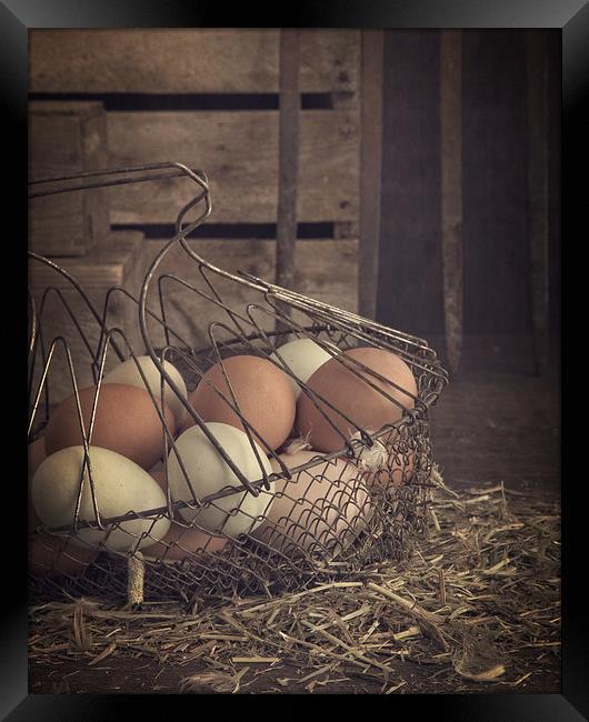 Eggs in vintage wire egg basket Framed Print by Edward Fielding