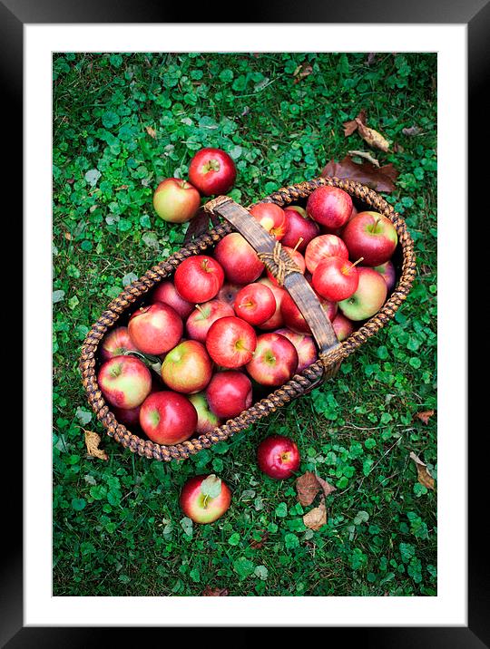 Fresh picked apples Framed Mounted Print by Edward Fielding
