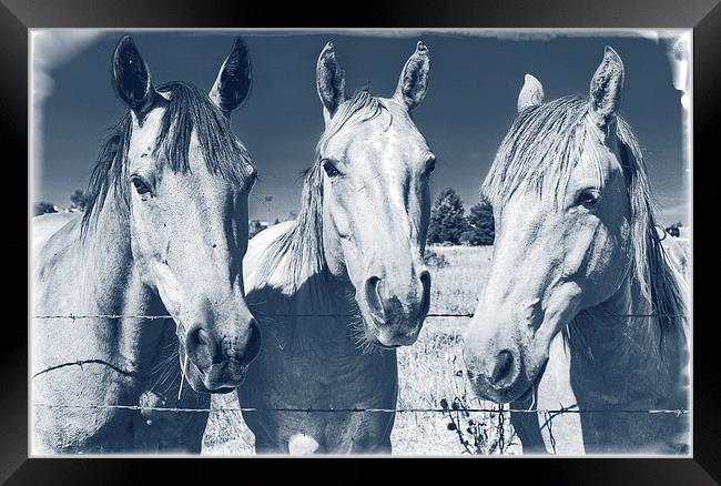 Horsing Around Framed Print by Edward Fielding