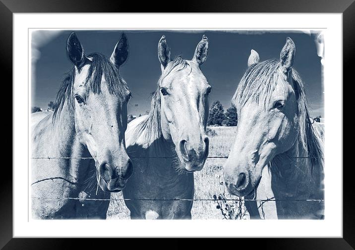 Horsing Around Framed Mounted Print by Edward Fielding