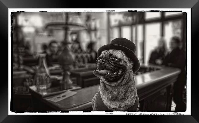 Pub Pug Framed Print by Edward Fielding